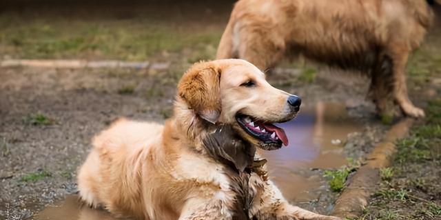 如何训练泰迪犬不乱翻垃圾桶（让你的宠物更加干净卫生，避免各种疾病的侵袭）