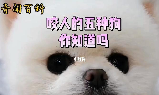 如何改掉爱犬咬人的坏习惯？（15个实用技巧帮你培养爱犬良好的行为习惯）