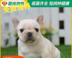 如何科学喂养还未断奶的斗牛犬（宠物主人必看的喂养攻略，掌握关键诀窍）