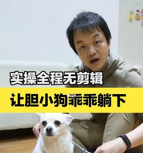 如何训练宠物犬趴下或躺下（简单易行的训练方法教你一步步训练宠物犬趴下或躺下）