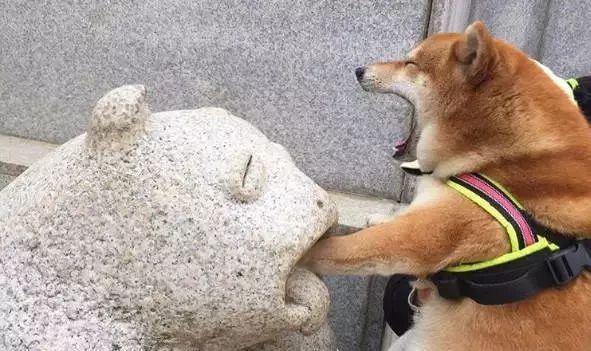 预防秋田犬食物中毒的措施（宠物主人必看！秋田犬食物中毒的原因、症状和预防方法）