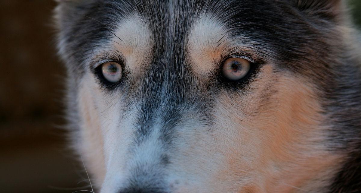 萨摩耶犬脸部清洗指南（让你的宠物清爽整洁，健康快乐的生活！）