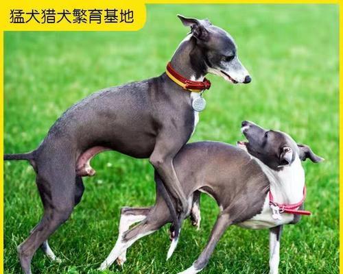 如何科学养护三个月大的格力犬（从饮食、环境到训练，全方位呵护你的爱宠）