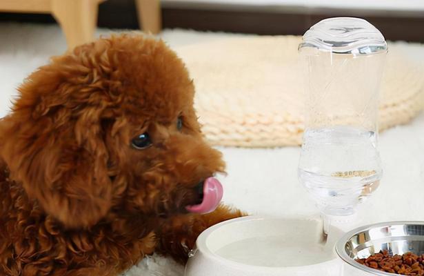 小心！这些食物泰迪犬绝对不能吃！（宠物主人必须知道的15个禁忌食品，预防犬只生病）