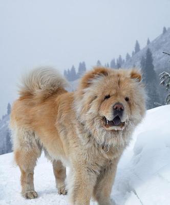 松狮犬听从主人的秘诀（以宠物为主，训练松狮犬的技巧）