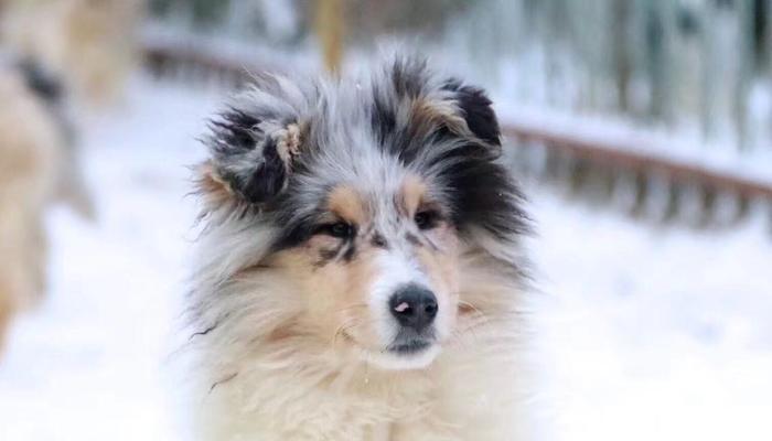 苏格兰牧羊犬的饲养小诀窍（让你的苏牧健康成长的秘诀）