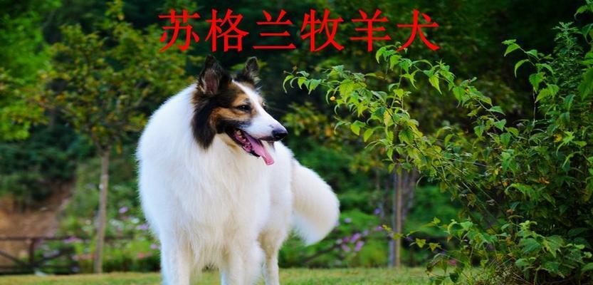 如何训练你的苏格兰牧羊犬？（掌握科学方法，让你的宠物表现更优秀）