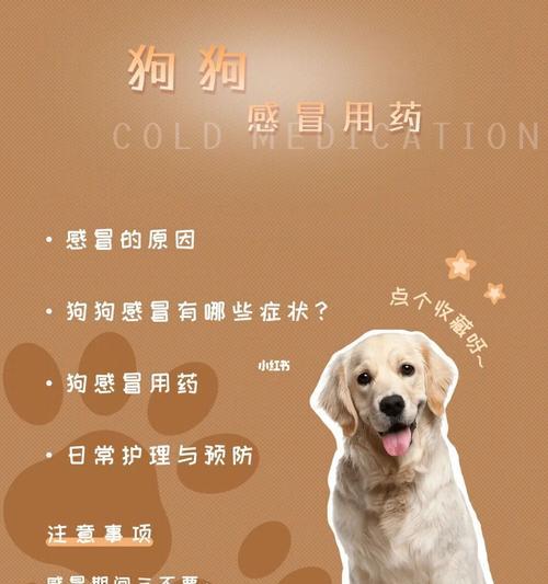 苏格兰牧羊犬的厌食症（宠物主人必知的15个窍门，帮助你的狗狗恢复食欲）