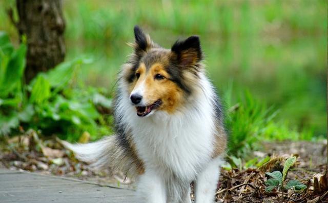 探究苏格兰牧羊犬的易患疾病（如何保护你的爱宠远离疾病）