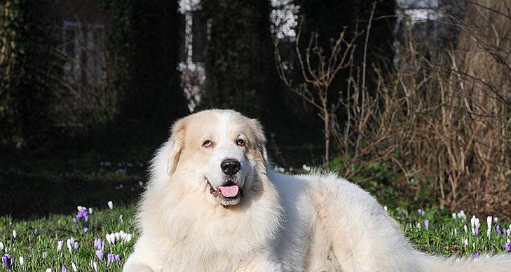 给大白熊犬补充足够的维生素是至关重要的（探究维生素对大白熊犬健康的重要性和影响）