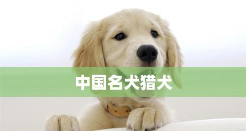 喂养卷毛寻回犬的注意事项（以宠物为主，让卷毛寻回犬健康成长）