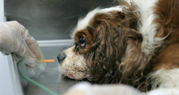 解决喜乐蒂牧羊犬晕车问题的有效方法（宠物车载出行必备，让喜乐蒂牧羊犬安心出行）