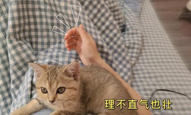 小猫粘人还是长大点会粘人？——宠物主人必知的关键问题