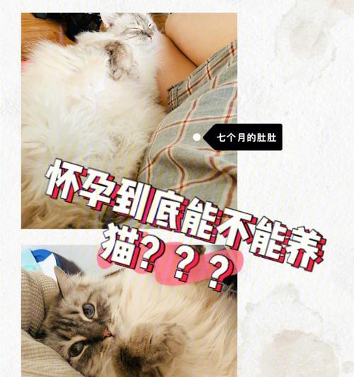 新手必看（宠物小百科，如何照顾您的猫咪？）