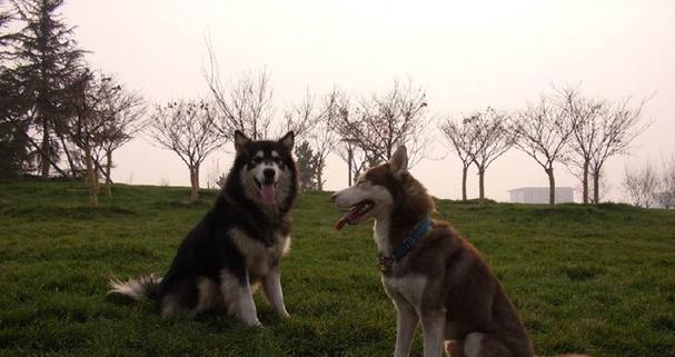 如何训练阿拉斯加雪橇犬成为优秀的宠物犬（阿拉斯加雪橇犬训练的技巧和方法）