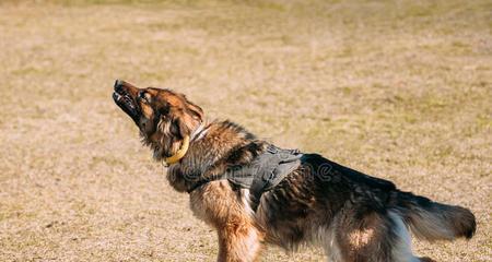 如何训练德国牧羊犬坐下？（学习简单的步骤，让您的宠物成为一只听话的狗狗。）