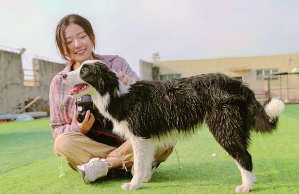 让你的宠物成为听话的好狗狗——以训练狗狗的10条思想准备