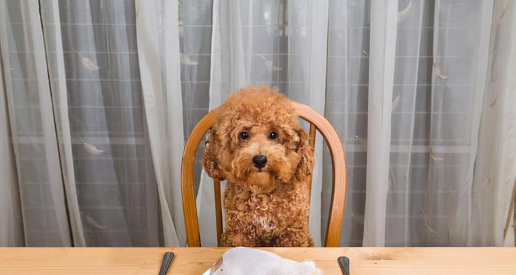 贵宾犬食欲降低的主要原因分析（探究导致贵宾犬食欲不振的因素和应对方法）