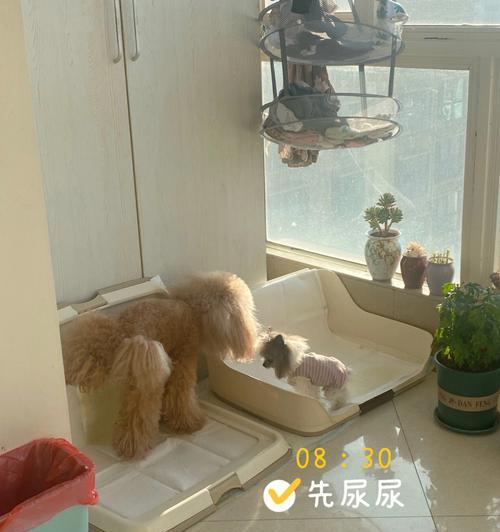 贵宾犬上厕所的训练（如何让你的贵宾犬养成正确的上厕所习惯）