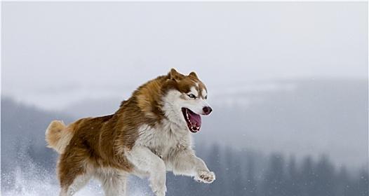 打造聪明乖巧的哈士奇宠物，训练从幼犬开始（培养哈士奇幼犬的基本素养与技能，让它成为你的好伴侣）