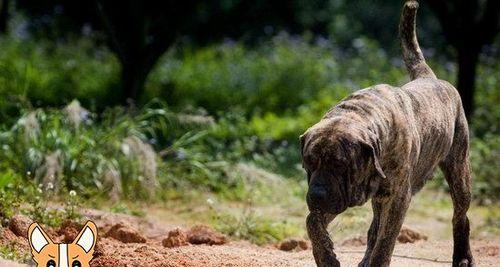 加纳利犬成长指南（饮食、运动和护理的秘诀，让你的加纳利犬健康成长）