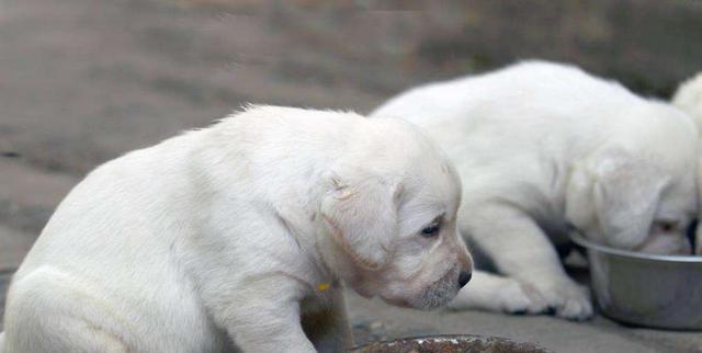 金毛犬吃骨头的注意事项（宠物犬饮食健康需要重视）