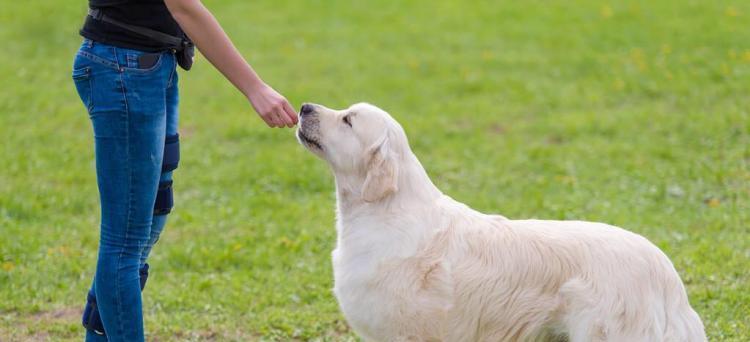 如何训练你的金毛犬？（掌握这10条技巧，让你的宠物变成完美伙伴）