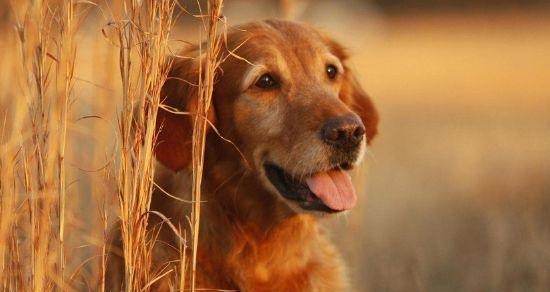 金毛犬的不同时期需求（以宠物为主，了解金毛犬在不同阶段的需求）