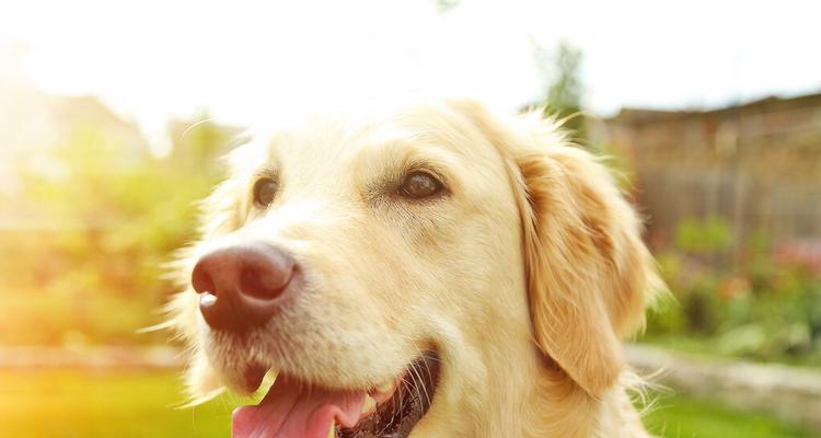 金毛犬的喂养基本原则（培养健康习惯，让宠物更健康）