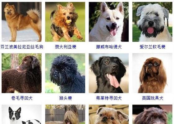 如何科学喂养卷毛寻回犬（宠爱你的卷毛萌宠，从正确的饮食开始）