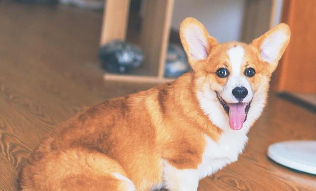 以柯基犬为伴，城市生活更美好（城市人养犬首选，柯基最适合）