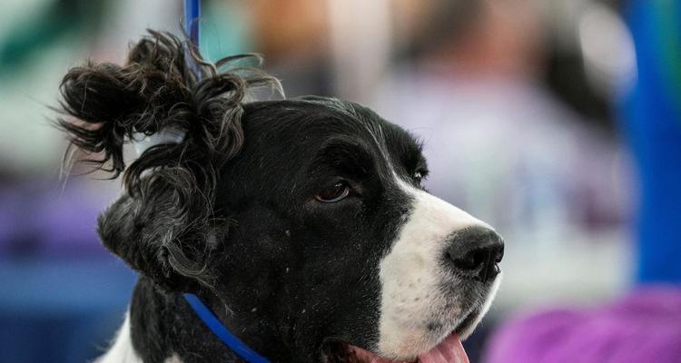 如何进行可蒙犬的基本训练（打造一只听话、乖巧的可蒙犬）