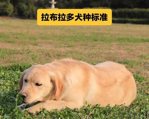 探秘拉布拉多犬六种形态（以宠物为主，了解拉布拉多犬的外貌特征与性格特点）