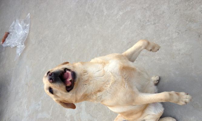 拉布拉多犬的配种时间（了解适合拉布拉多犬配种的时间和条件）