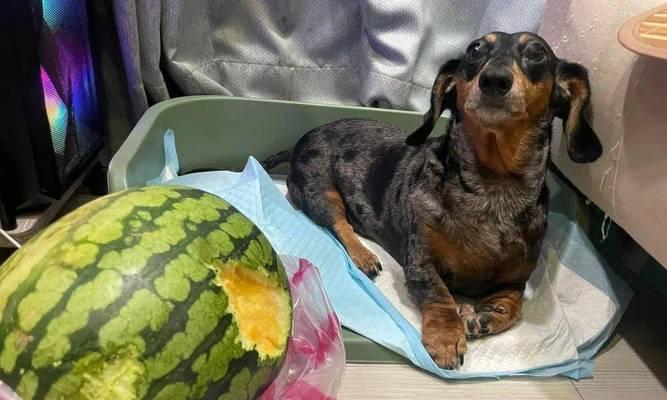 如何纠正腊肠犬吃便便的行为？（从宠物饮食、训练、环境等方面入手，让腊肠犬戒掉吃便便的恶习。）