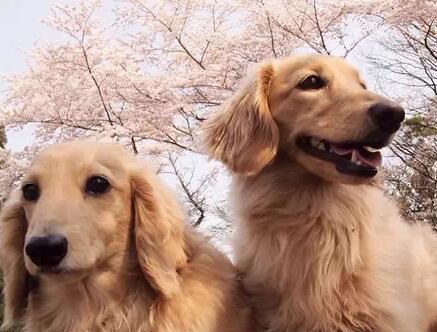 从腊肠犬的日常护理看宠物的健康生活（以腊肠犬为例，了解宠物护理的小技巧）