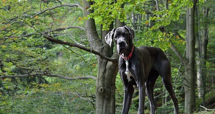 老年大丹犬的常见疾病（宠物医生教你如何预防和治疗老年大丹犬的常见疾病）