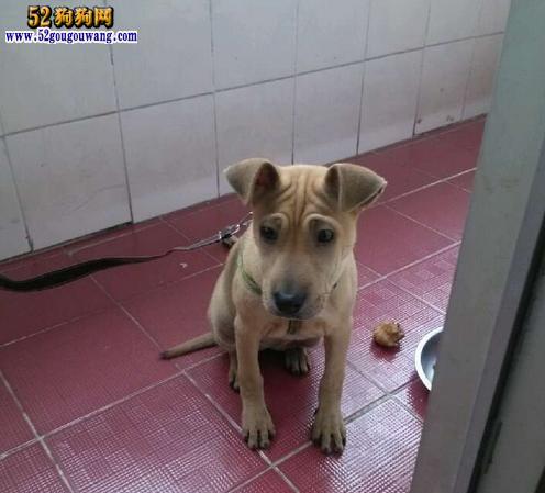 沙皮犬的饮食习惯解析（掌握沙皮犬的饮食规律，让它们健康成长）