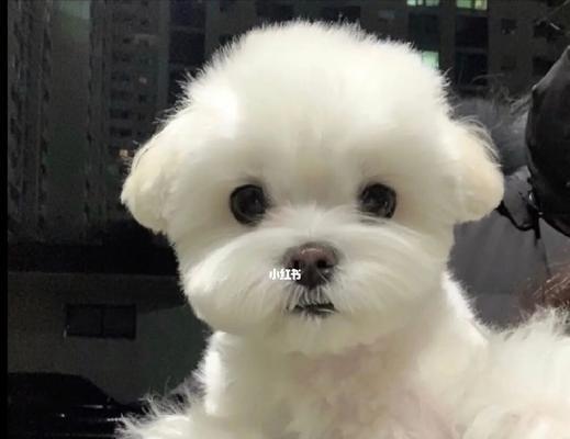 为什么马尔济斯犬会掉毛？（马尔济斯犬掉毛的原因与预防）