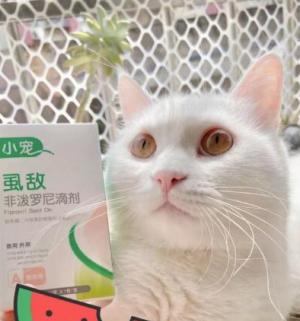 猫咪为什么需要做体外驱虫？（猫咪体内寄生虫的危害、常见的体外驱虫药物、如何预防寄生虫侵袭）