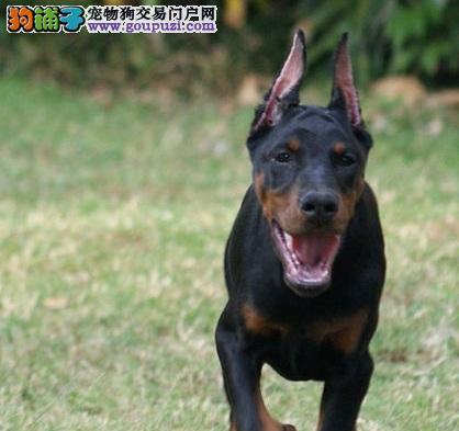 探究迷你杜宾犬的优点（以宠物为主，打造完美伴侣）