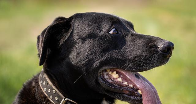 品种对狗狗攻击性的影响（探究宠物犬不同品种的攻击倾向）