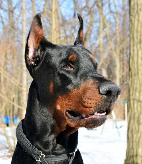 如何让你的杜宾犬不挑食？（15个简单实用的方法让你的宠物爱上吃饭）