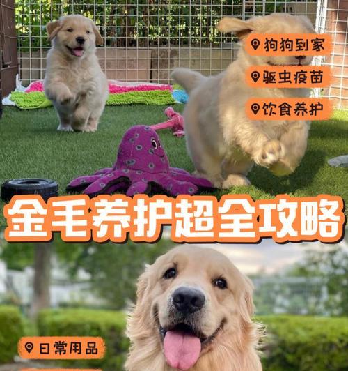 如何保养金毛犬的被毛（打造柔顺亮丽的金色被毛，让宠物更加健康快乐）