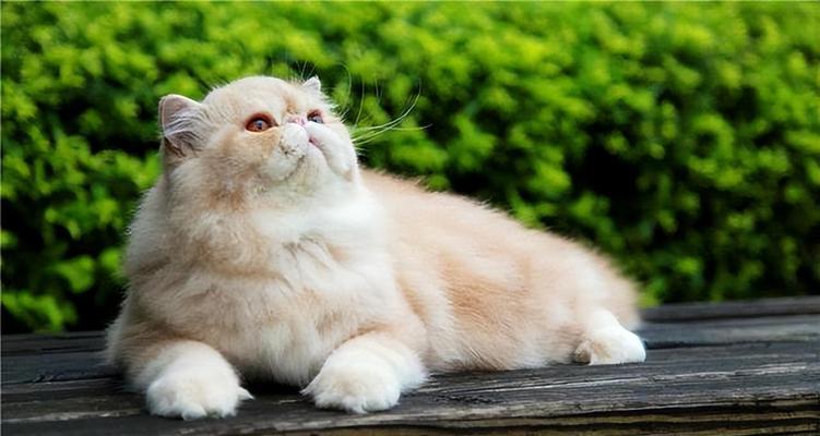 轻松祛除波斯猫眼泪痕，让宠物更健康（轻松祛除波斯猫眼泪痕，让宠物更健康）