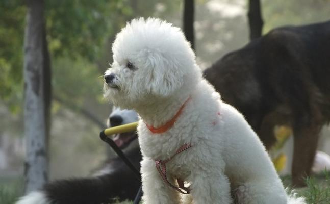 如何让幼犬适应新环境（宠物犬入住新家，从适应到融入）