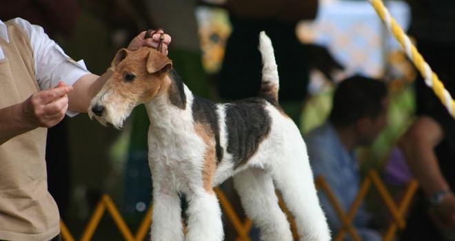 如何科学喂养猎狐梗犬（宠物狗的健康之道）