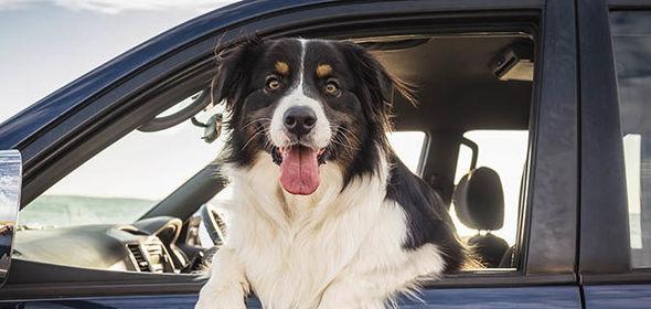 预防杜高犬生虱子的方法（宠物保健必备知识，让犬犬远离虱子）