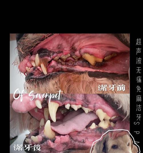 治疗宠物狗牙结石，让爱宠重获健康（以科学的方法，让狗狗摆脱牙齿问题）