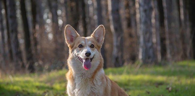 治疗柯基犬皮屑病的方法（以宠物为主，让你的柯基远离皮屑）